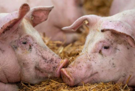 South Africa: New swine fever outbreak confirmed in Gauteng