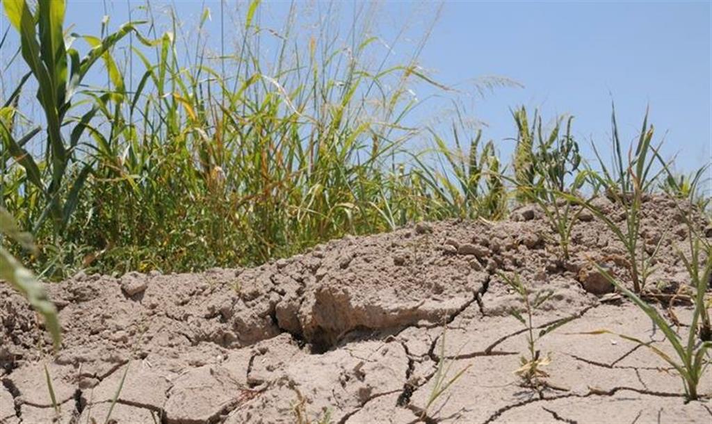 Drought: Uruguayan government evaluates extending agricultural emergency