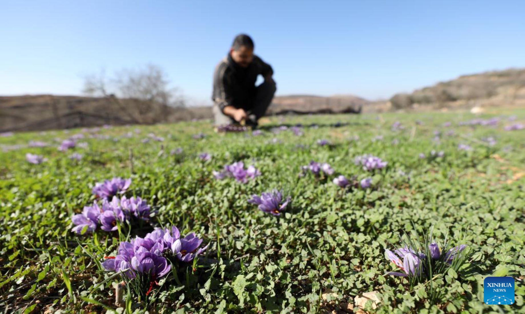 Feature: Palestinian Farmer, Pioneer In Cultivating Saffron In West Bank