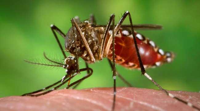 Dominican Republic closed 2022 with 39 deaths due to dengue fever