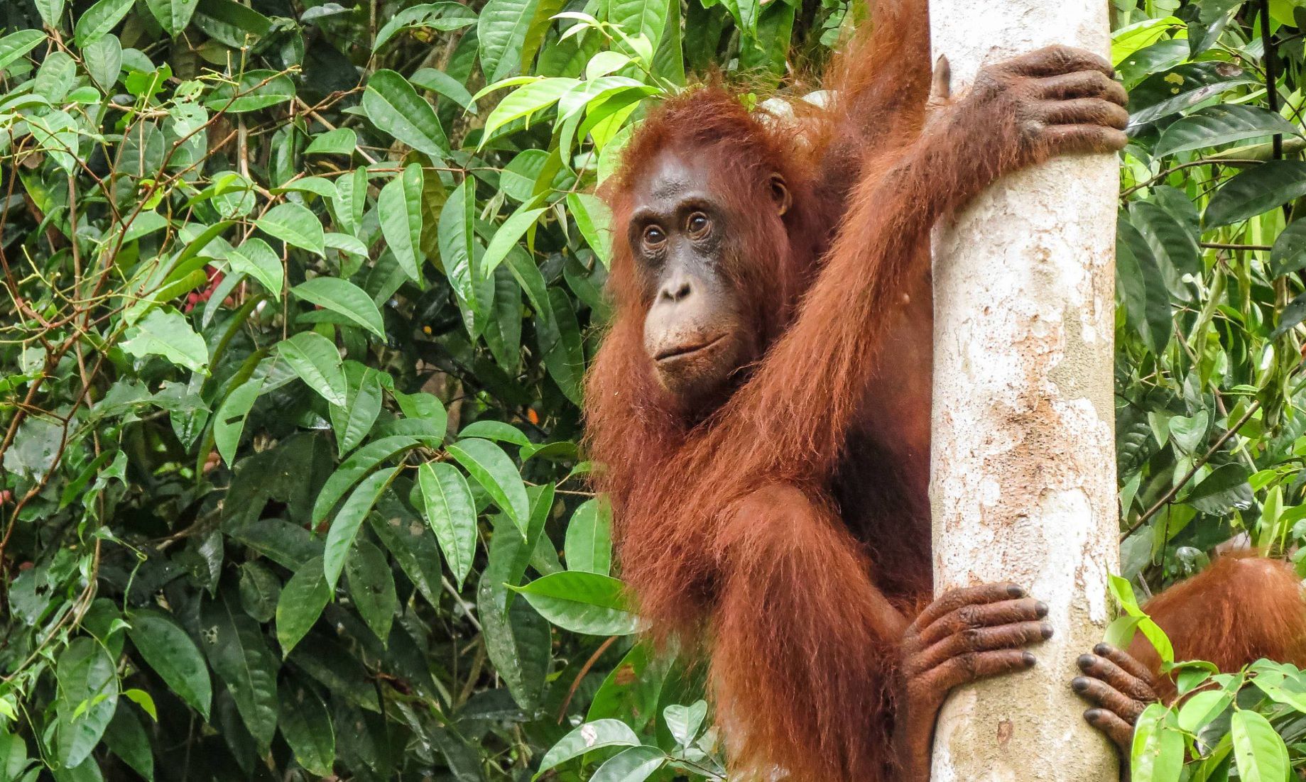 Two Critically-Endangered Orangutans Return To Wilderness In Indonesia