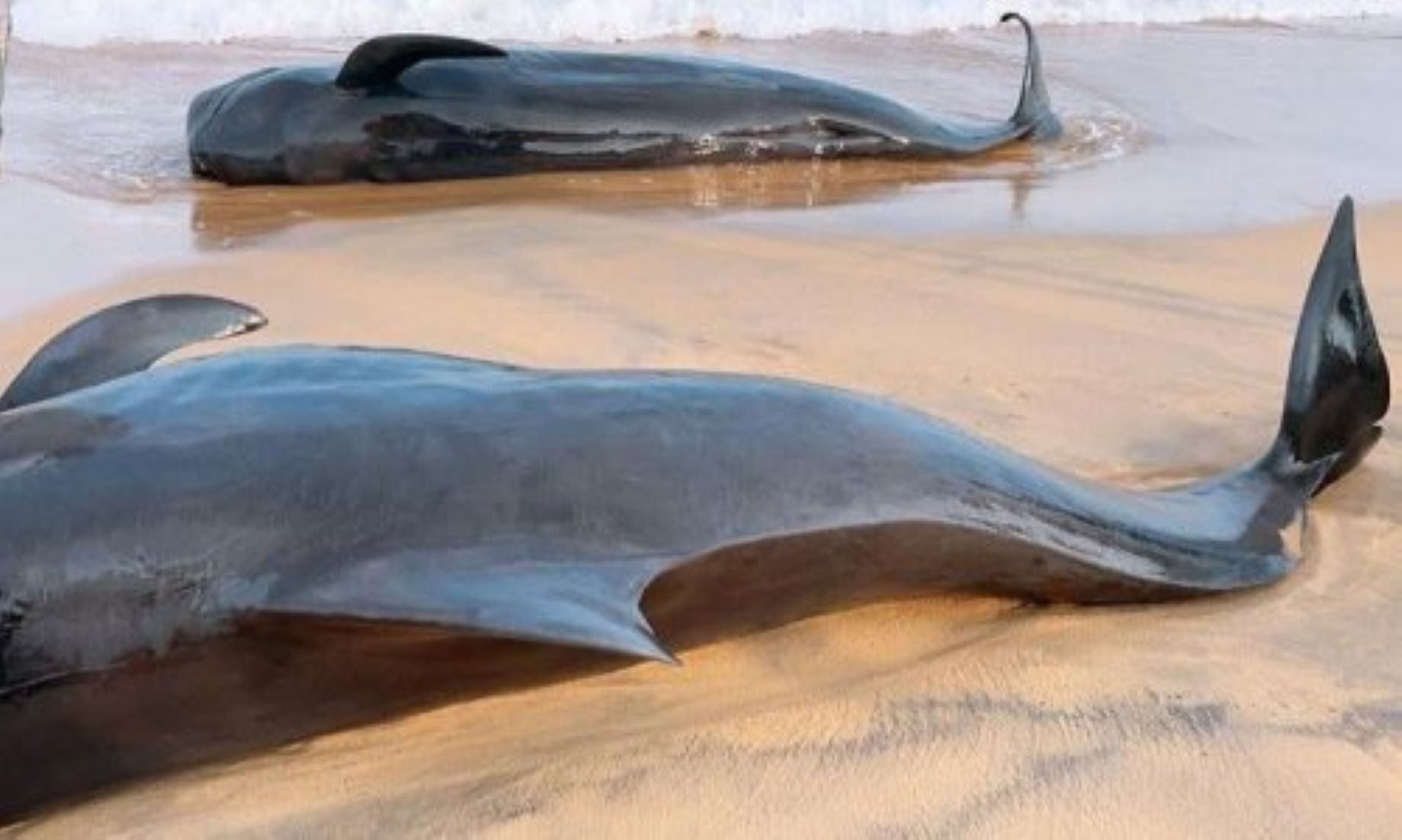 14 Pilot Whales Stranded On Beach In Sri Lanka