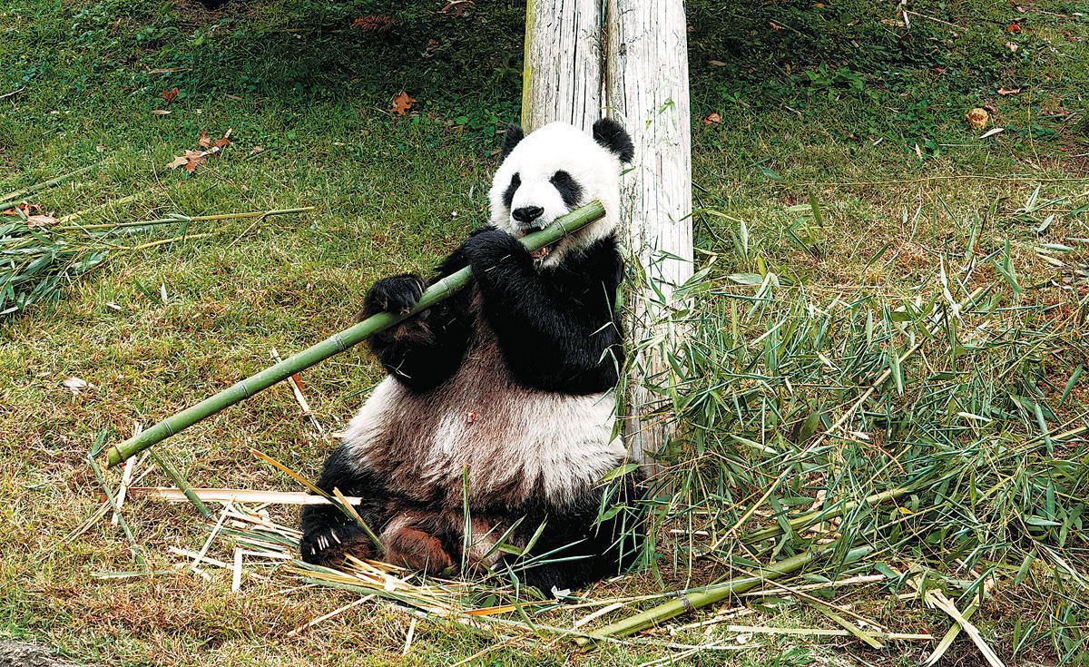 US: Giant panda Le Le, 25, dies at Memphis Zoo