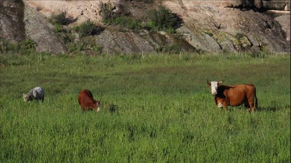 US to cull 150 ‘feral cattle’ in protected New Mexico forest