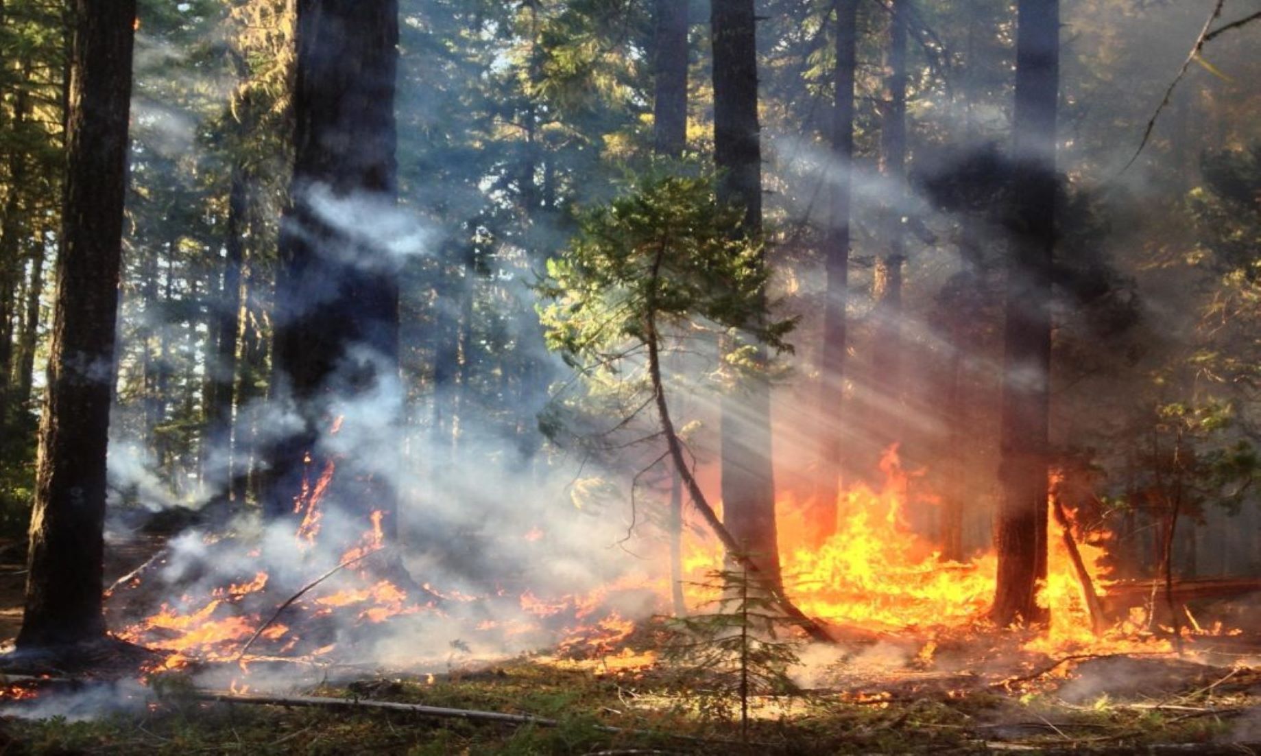 More Than 36 Million Trees Died In California In 2022