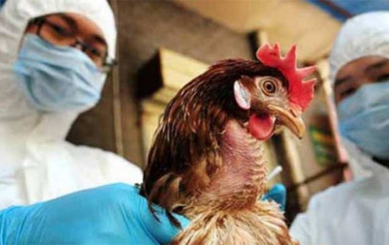 Argentina ups security measures as number of avian flu cases grows