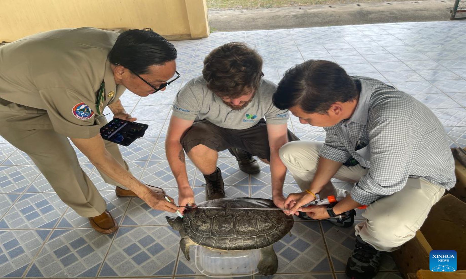 15 Rare Royal Turtles In Cambodia Delivered To Research Institute For Study, Breeding