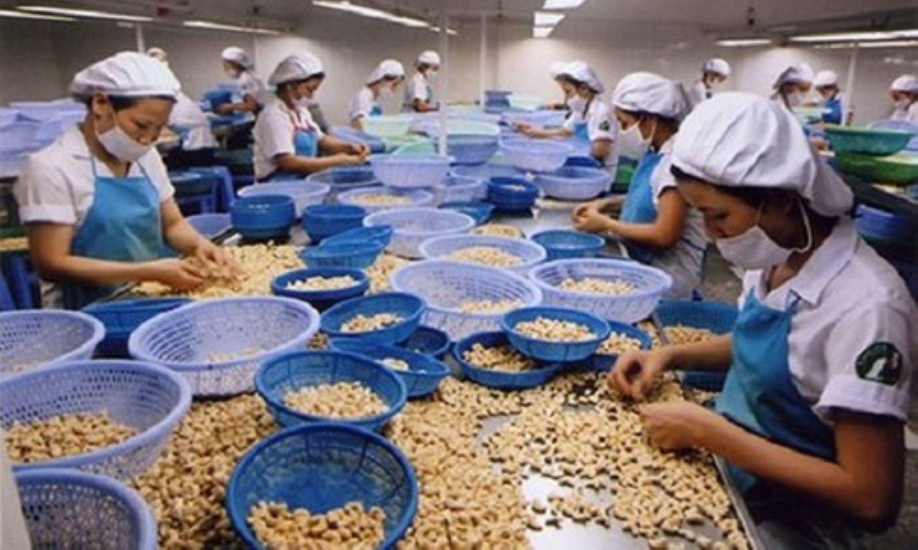 Vietnam Eyes 3.1 Billion USD In Cashew Exports In 2023