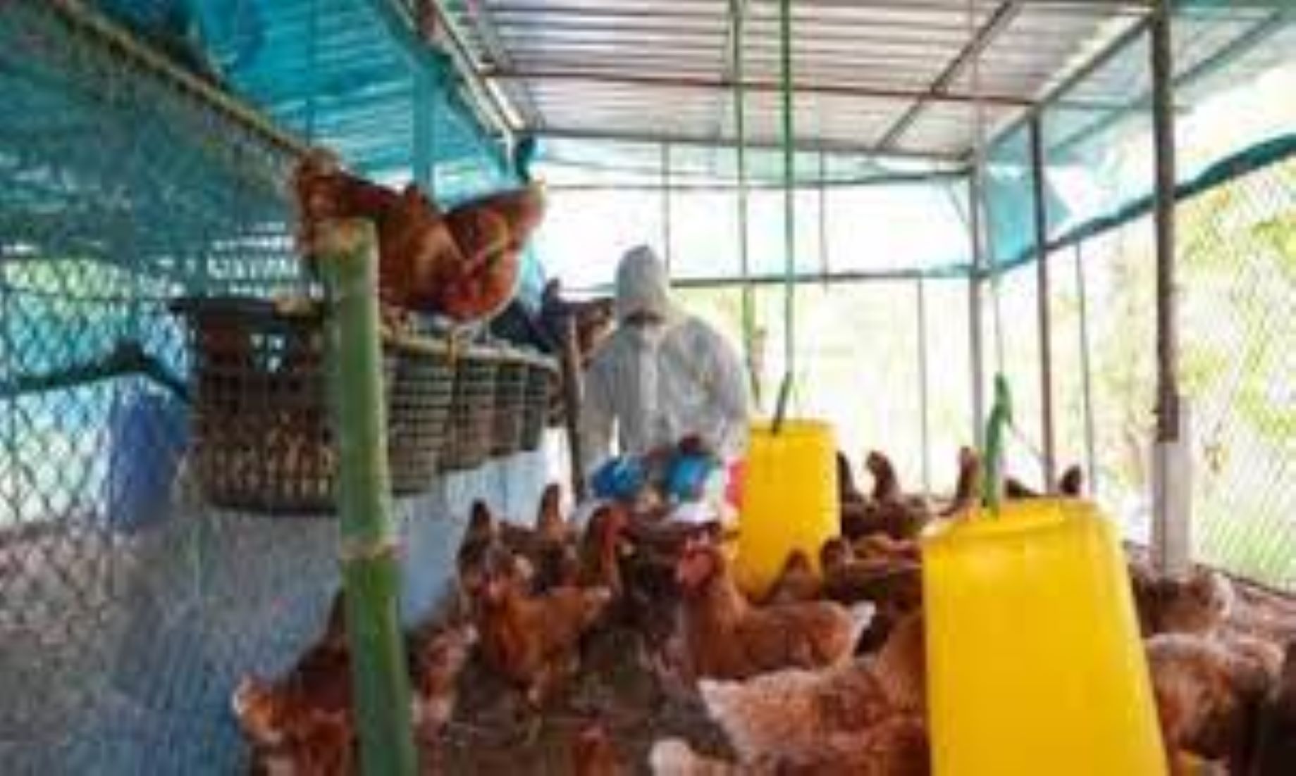 Cuba Stepped Up Bird Flu Measures