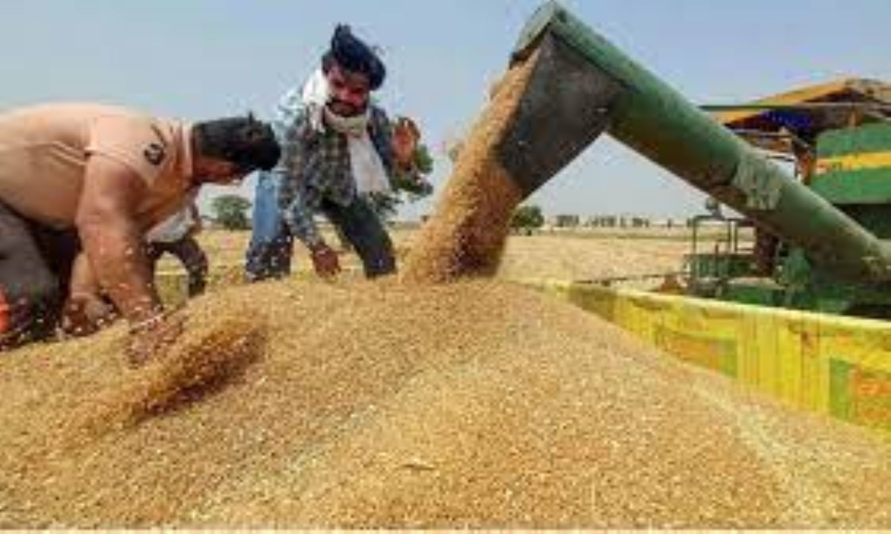 Indian Gov’t Reduced Reserve Price Of Wheat To Curb Inflation