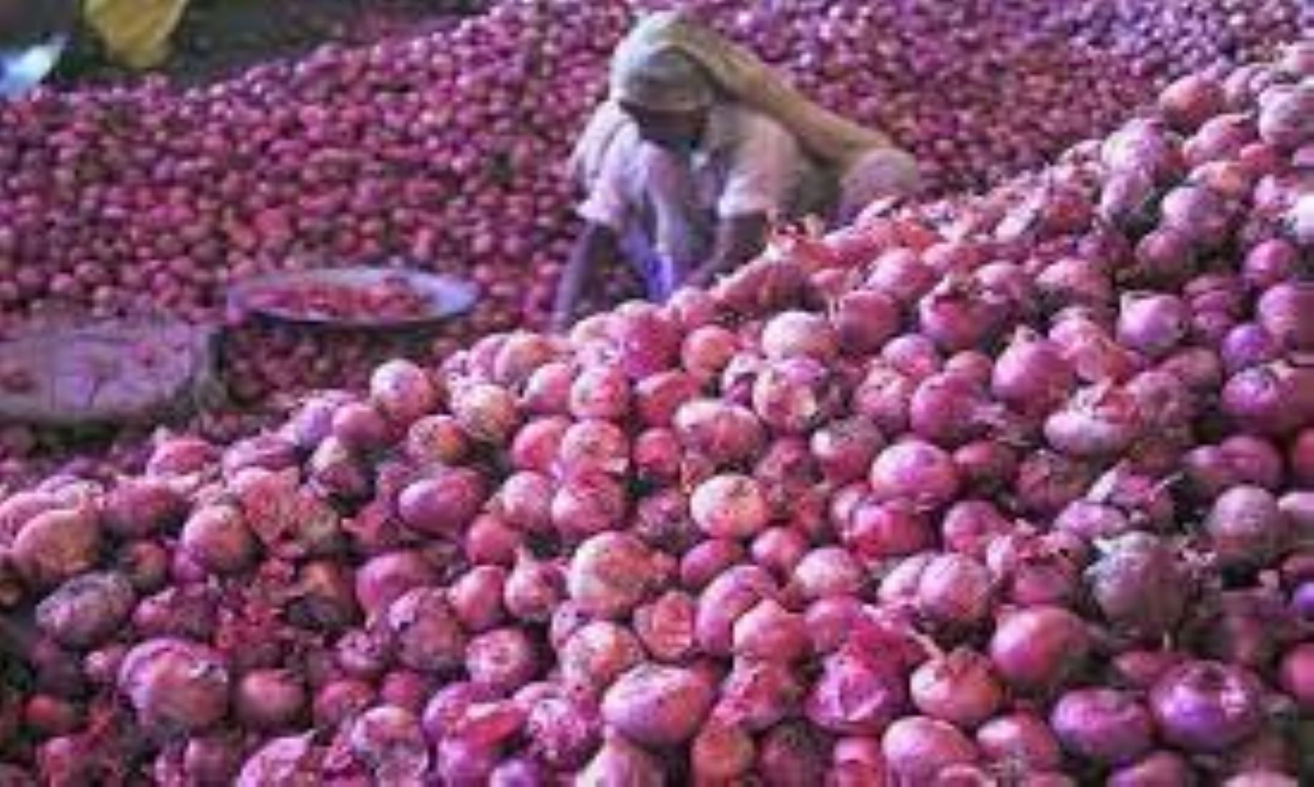 Indian Gov’t Says No Restrictions On Export Of Onions