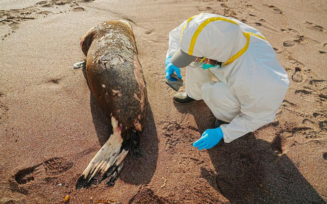 Peru reports 585 sea lions, 55,000 wild birds dead due to bird flu; government announce”biological vigilance protocol”