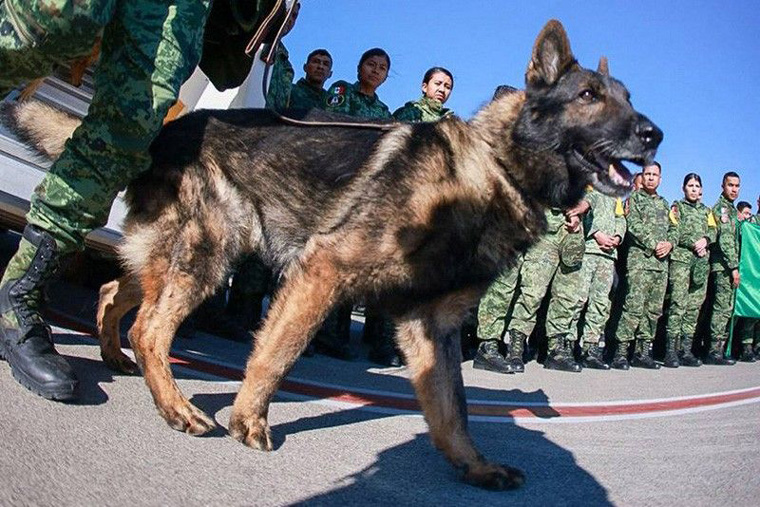 Mexico hails ‘heroic’ rescue dog that died in Turkiye