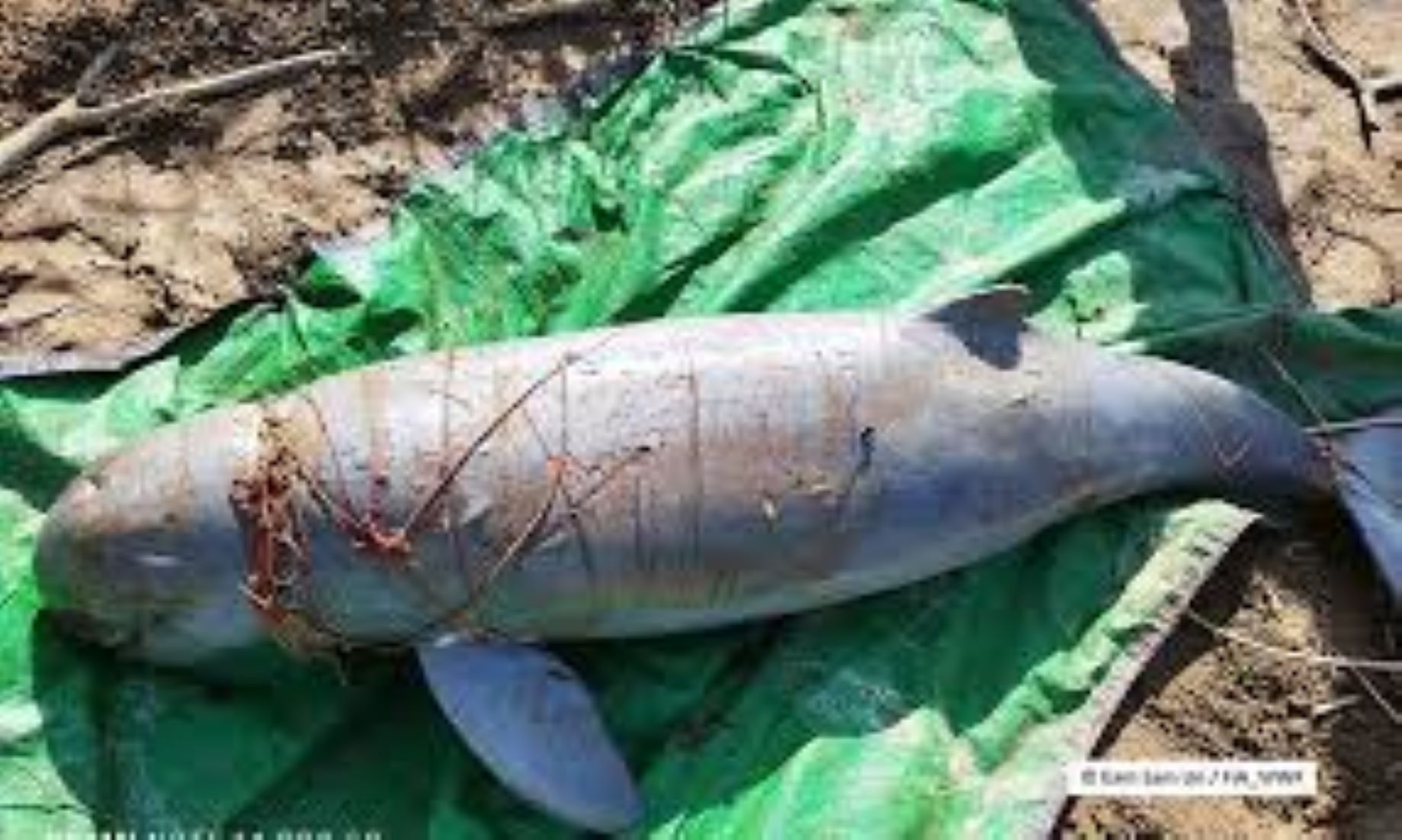 Cambodia Created Safe Zones For Rare Mekong River Dolphins