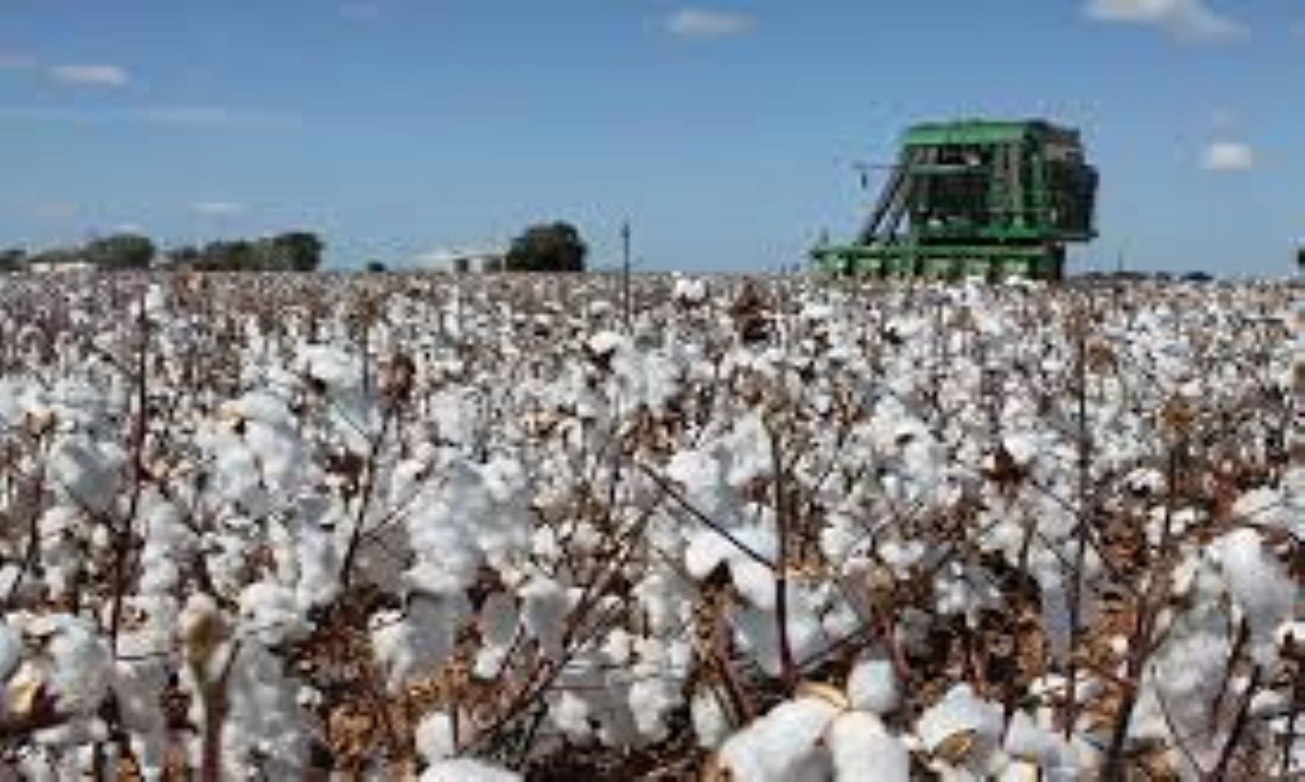 Australia Upgrades Research Facility To Boost Cotton Industry