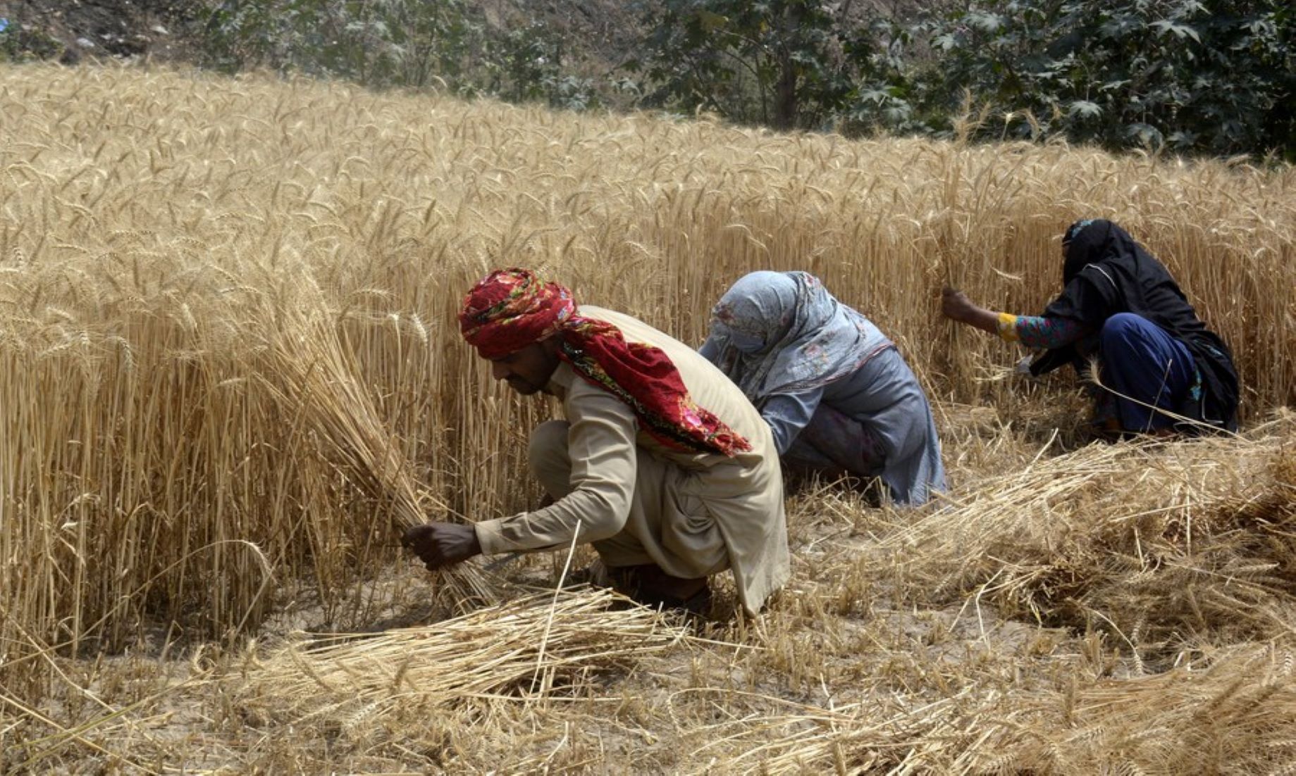 Pakistan Seeks To Enhance Agricultural Productivity By Using Modern Technology: Minister