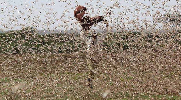 Kenya: Boost as FAO donates aircraft to control desert locust invasions