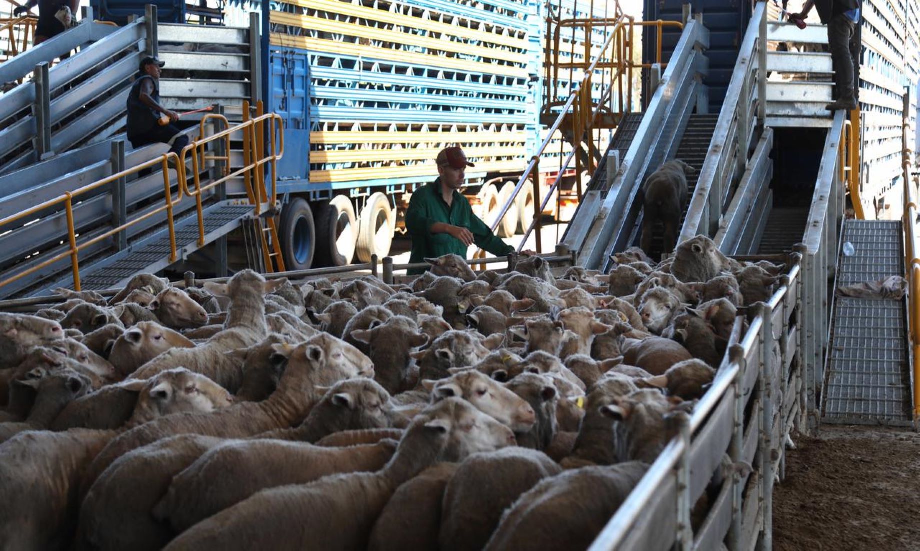 Australian Government To Phase Out Live Sheep Exports By Sea