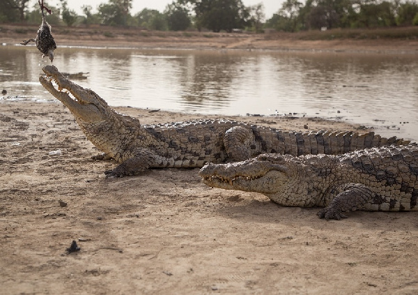 Why crocodiles are considered sacred in the Burkina Faso community of Bazoule