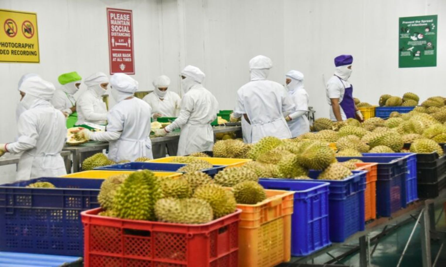 Philippines Aims To Export 54,000 Tonnes Of Durian To China This Year