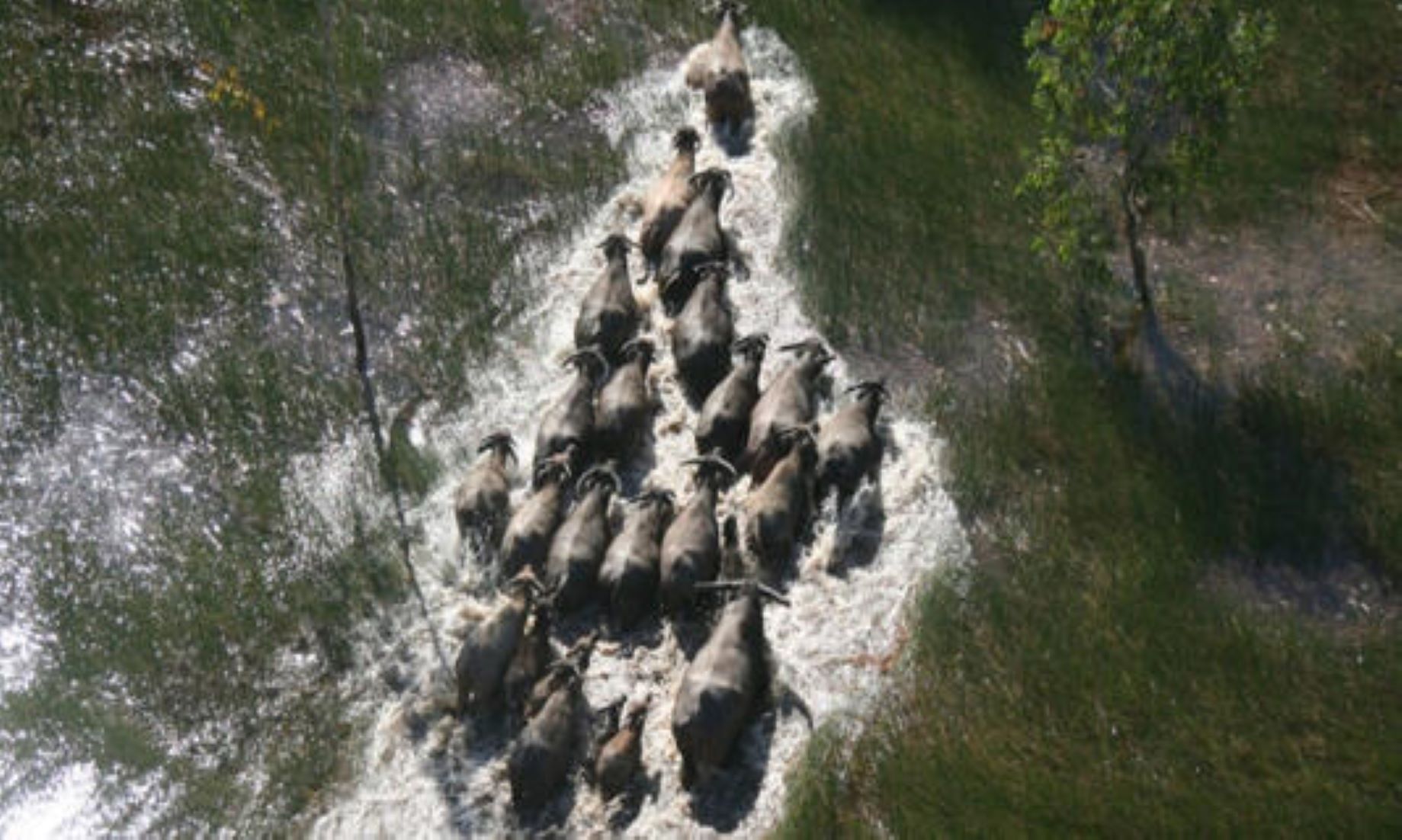 Large Number Of Feral Animals To Get Culled In Iconic Australian National Park