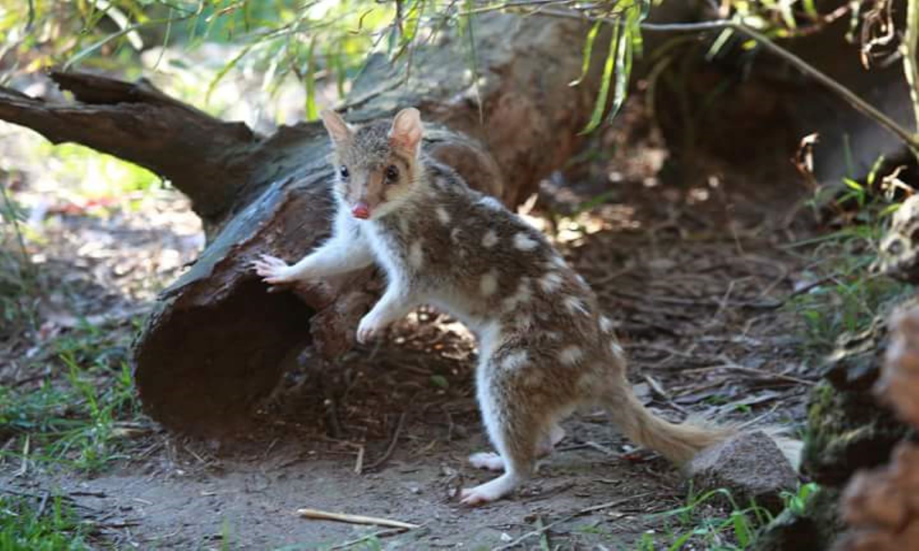 Australian Alliance Aiming To Save Carnivorous Marsupial From Extinction