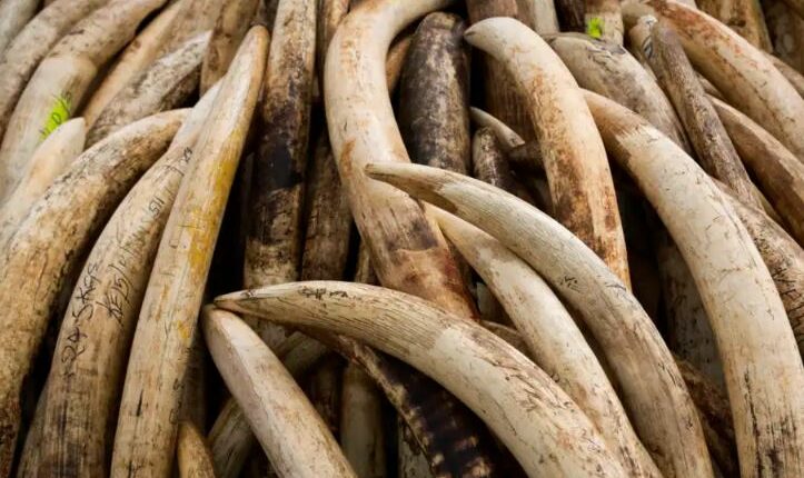 3 suspected poachers arrested with 6 elephant tusks in northern Tanzania