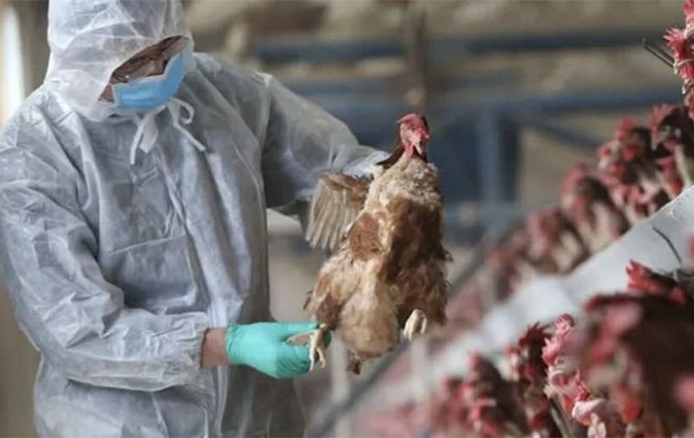 Argentina halts poultry exports after case of avian flu confirmed