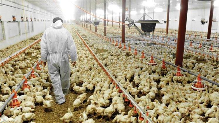 Ecuador remains on emergency due to avian flu