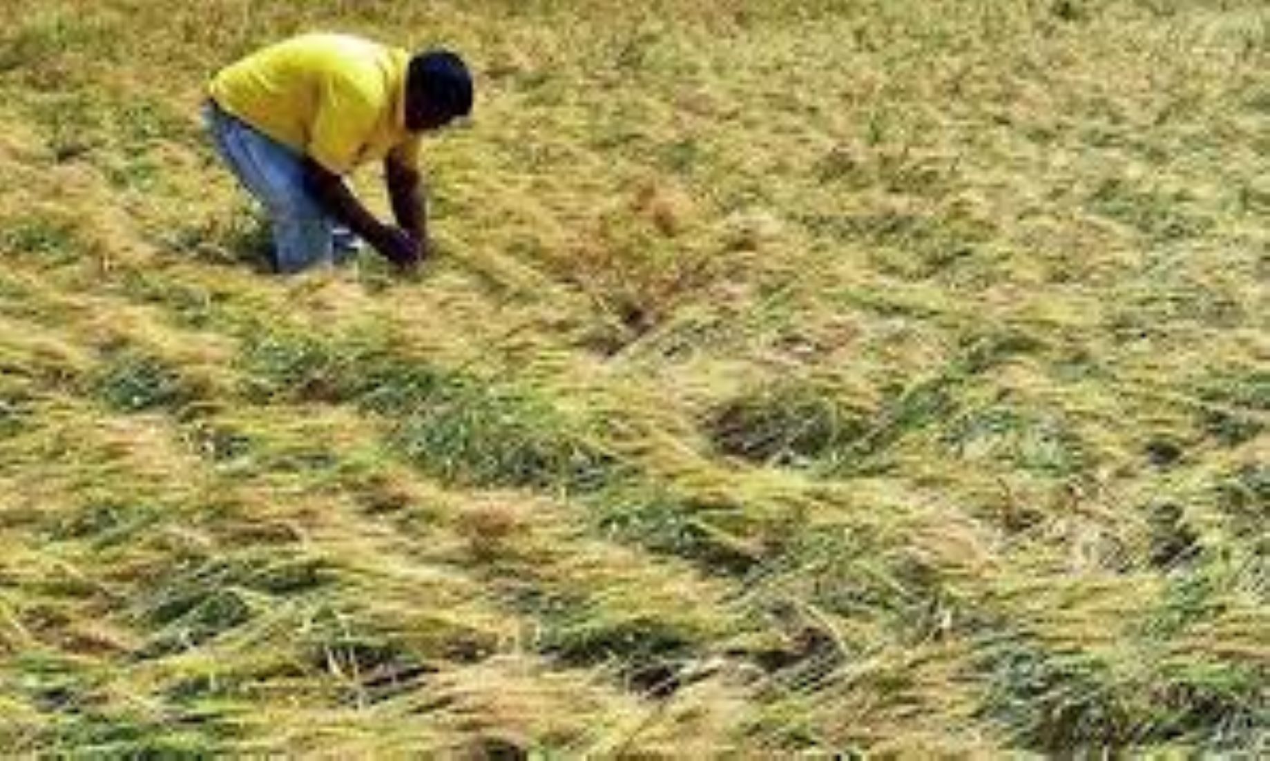 Unseasonal Rains, Hailstorms Damage Standing Crops In Large Parts Of India