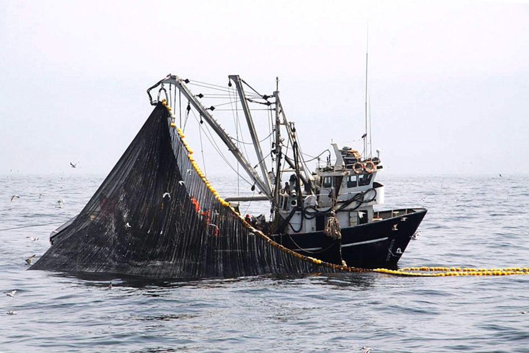 Peru’s fish landings up more than 80% in February 2023