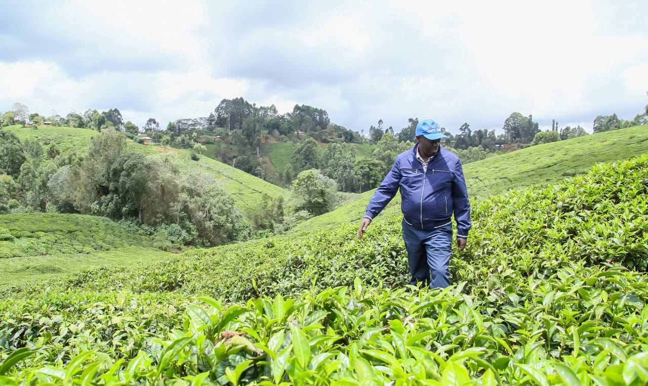 Kenya: Government to convene conference on coffee, tea reforms – DP Gachagua