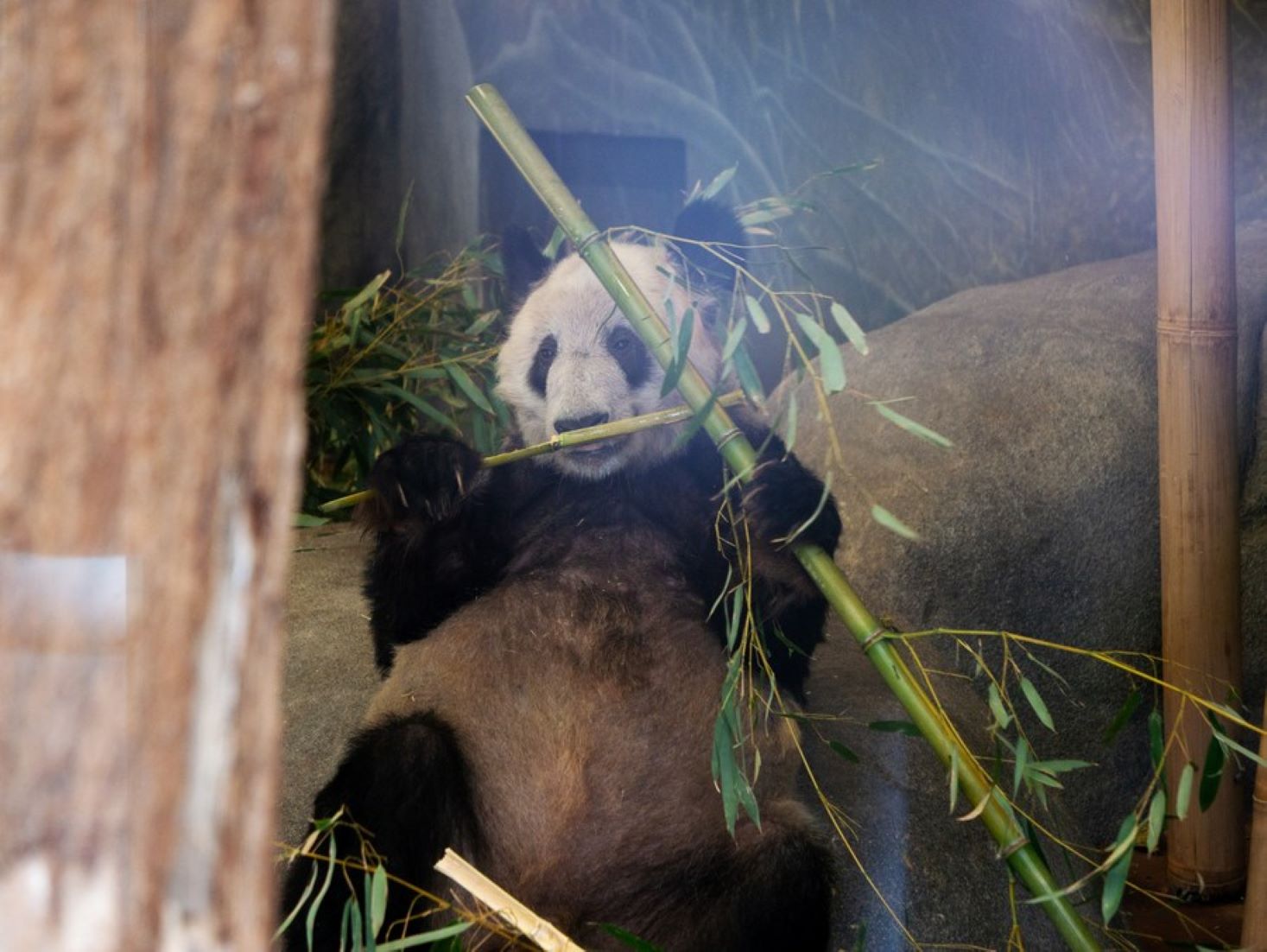 Memphis Zoo In U.S. Held Send-off For Giant Panda Ya Ya