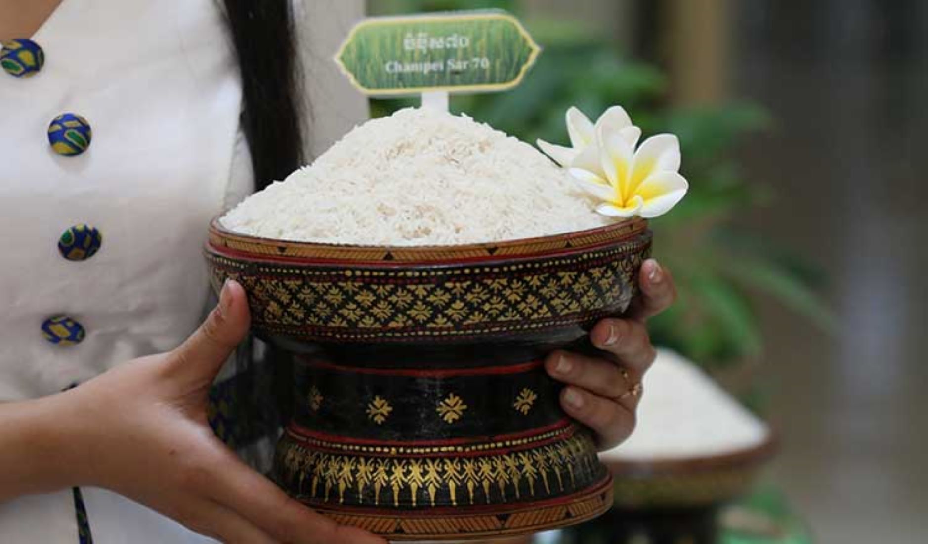 Cambodia Launched New Fragrant Rice Variety