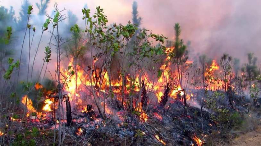 Cuban firefighting forces continue combating forest fire in the westernmost province