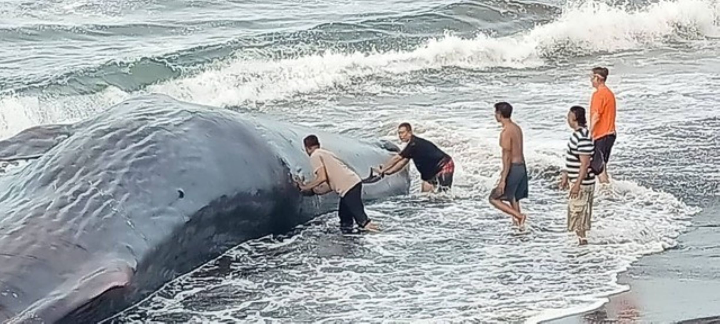 Stranded Sperm Whale With Bleeding Wounds Found In Bali