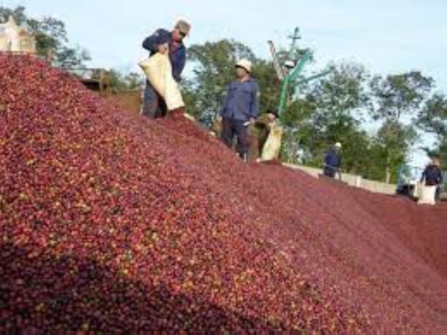 Vietnam’s Coffee Exports Slowed In Q1 As Domestic Prices Rose