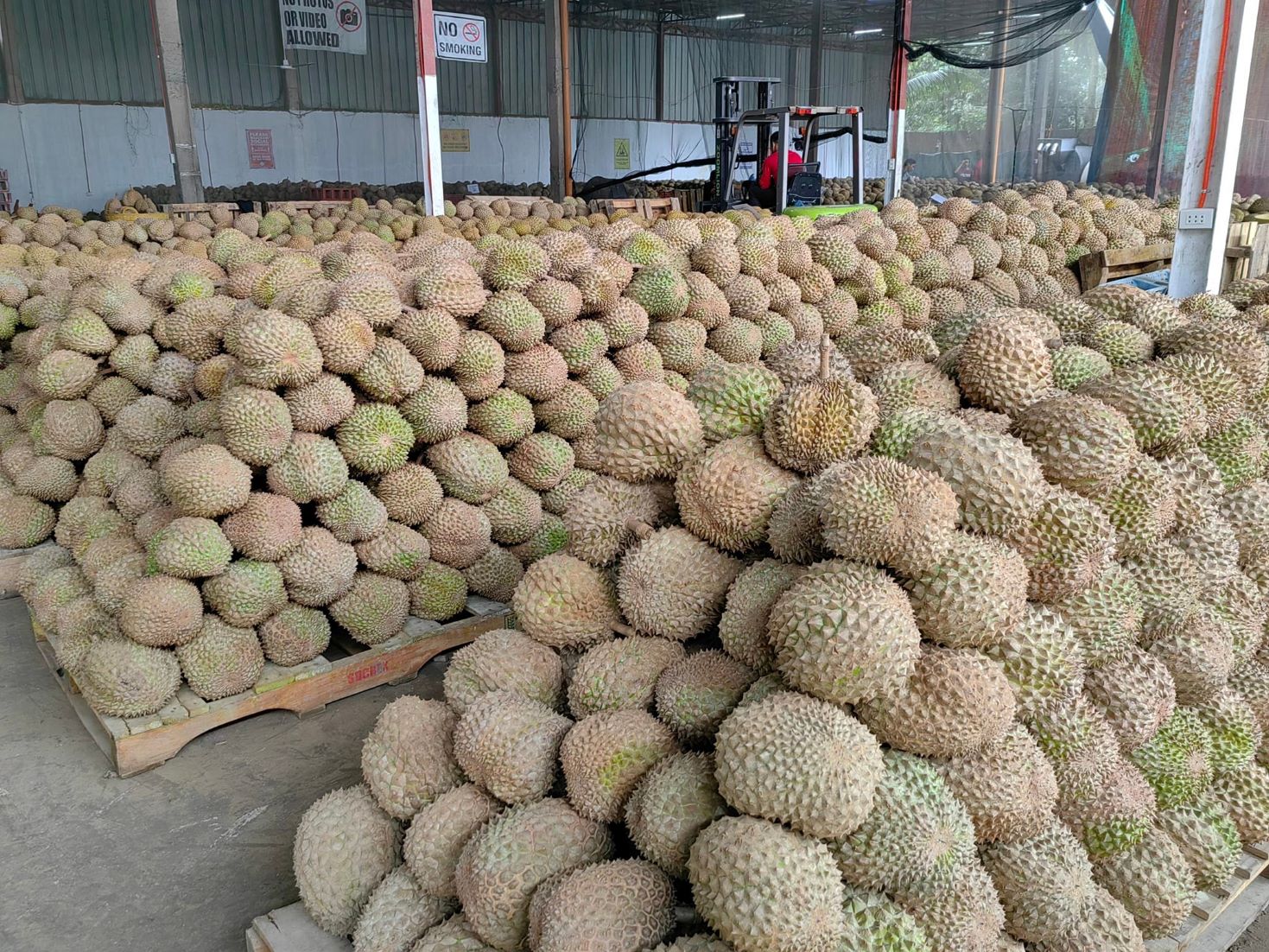 Philippines Shipped First Batch Of Durian Fruits To China