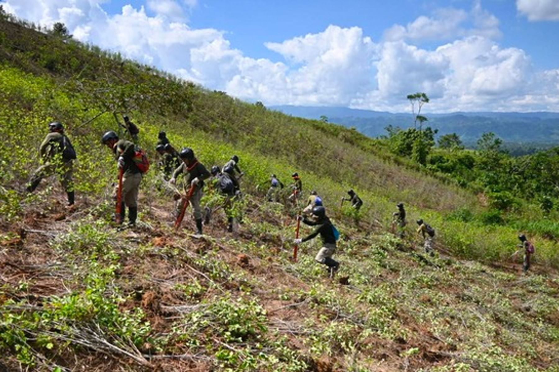 Peru: Over 4,000 ha of coca eradicated so far in 2023