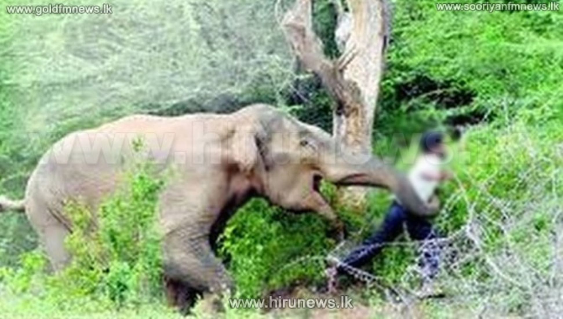 Wild Elephant Attacked Couple Camping In Sri Lanka’s Central Highlands