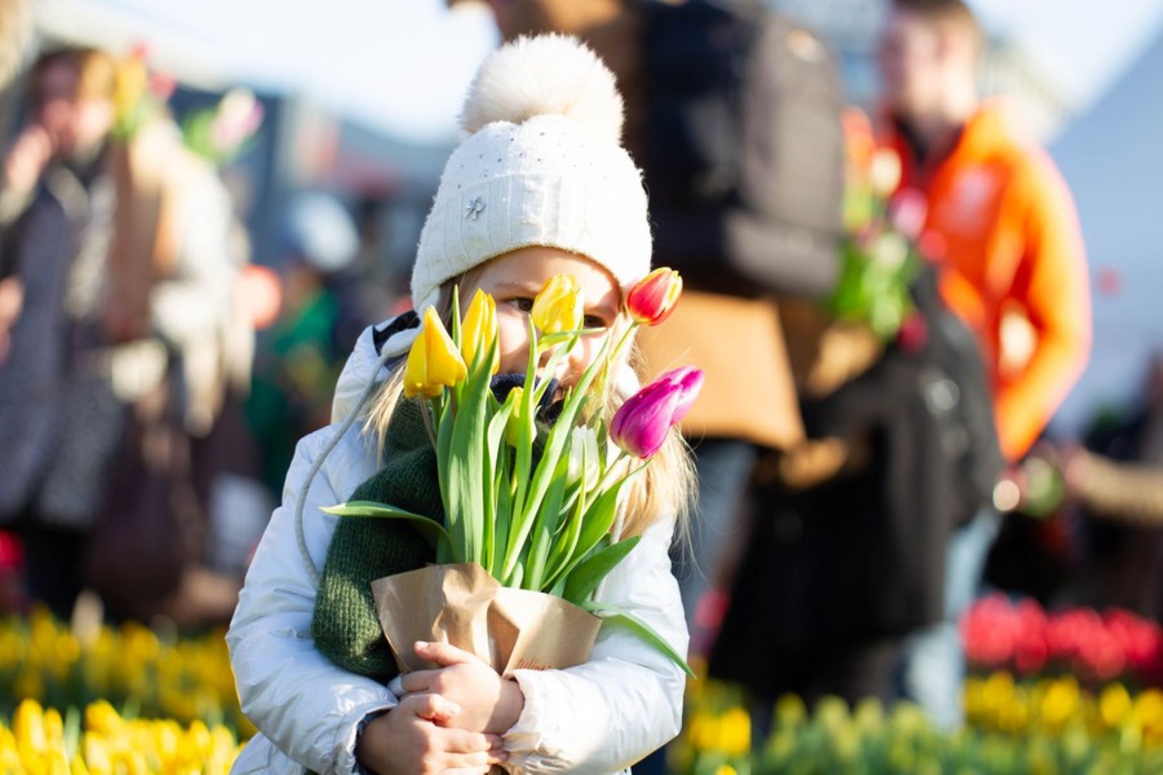 Inside A Dutch Tulip Farm – From Greenhouse To Global Market