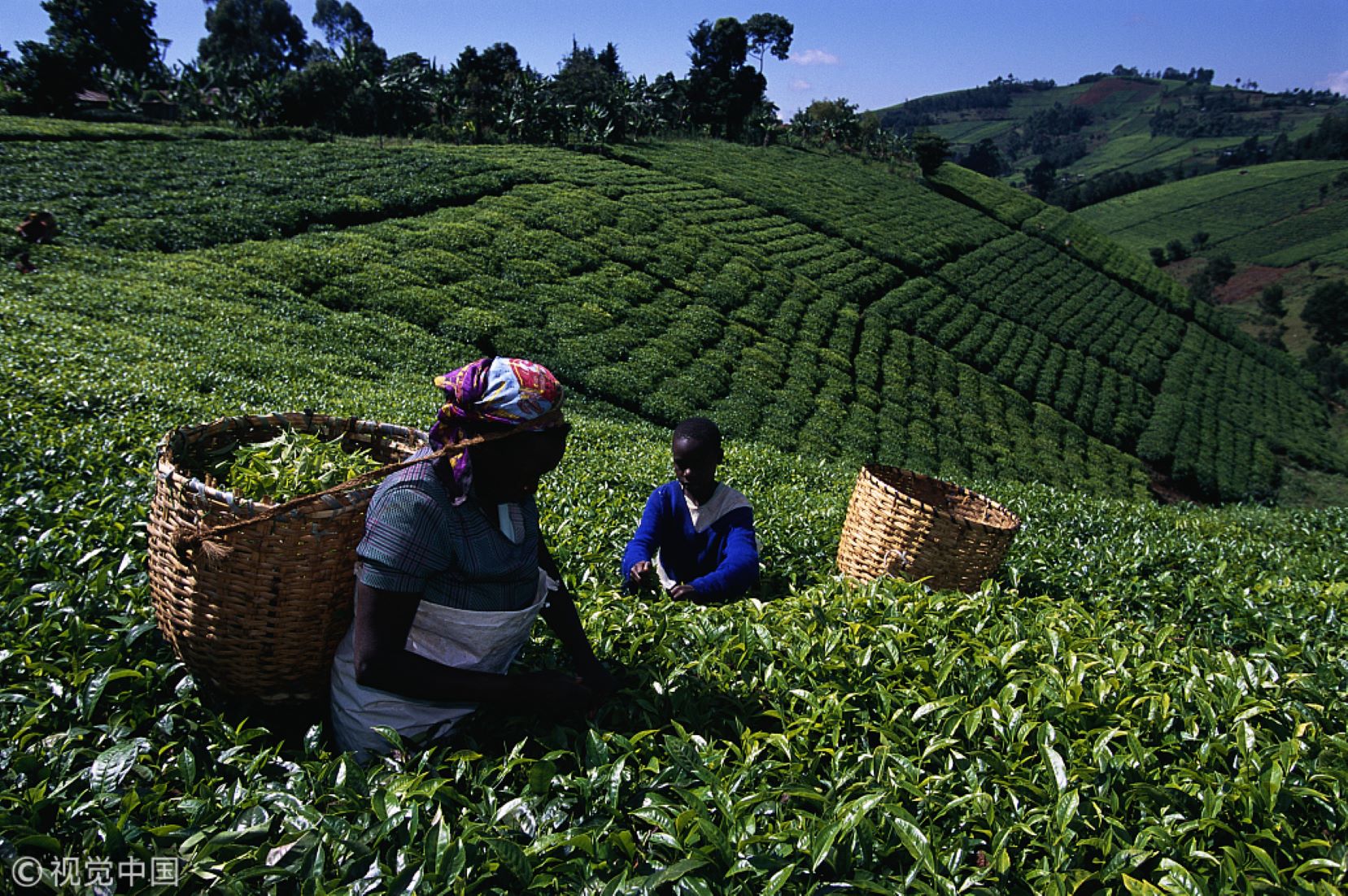 Kenya Expects To Increase Tea Export To China