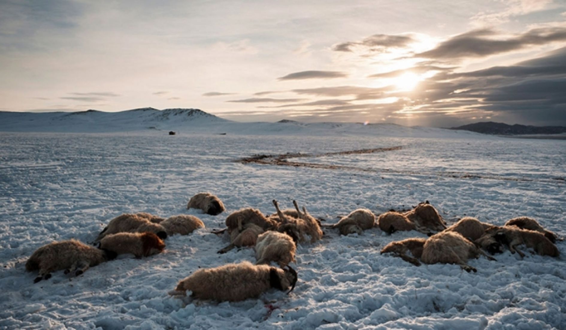 Over 290,000 Heads Of Livestock Died In Eastern Mongolia Due To Dust, Snow Storms