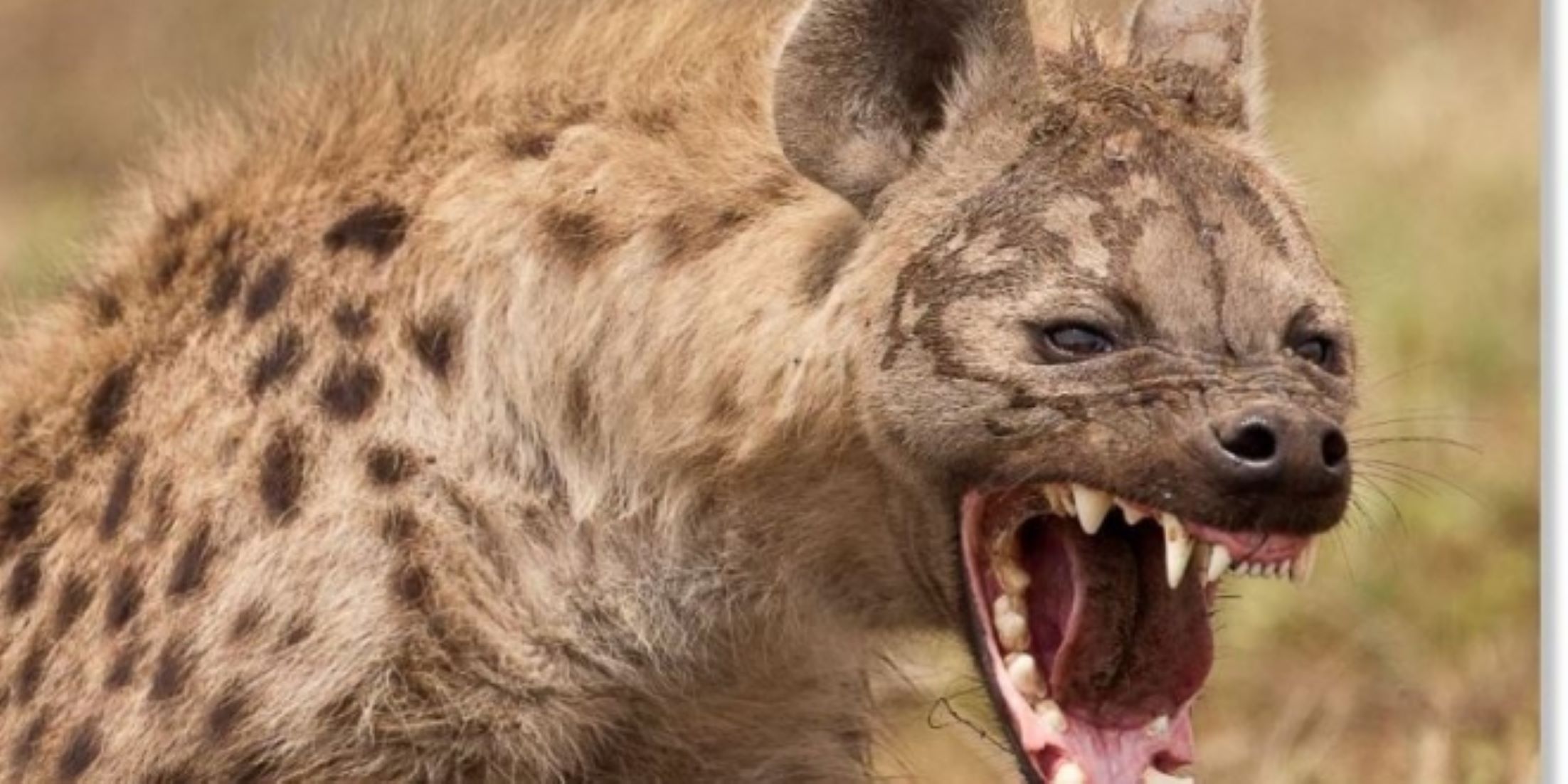 24 People Killed By Hyenas In Five Years In Northern Tanzania: MP