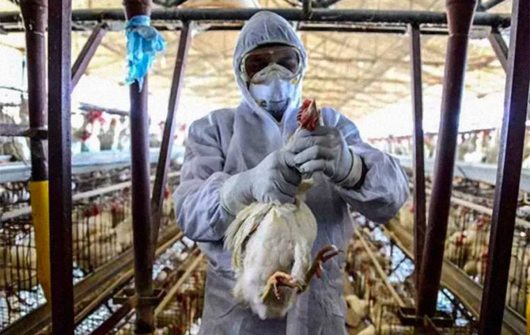 Brazil declares bird flu emergency