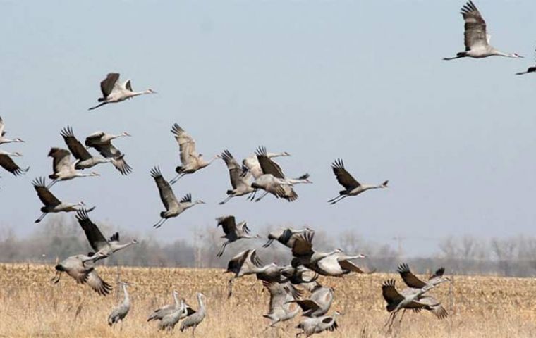 Paraguay confirms 3 outbreaks of bird flu – could be more