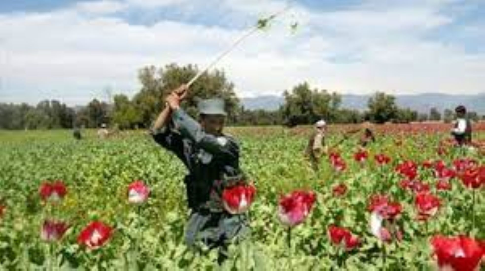 Afghan Police Destroyed Poppy Farms In Northern Balkh Province