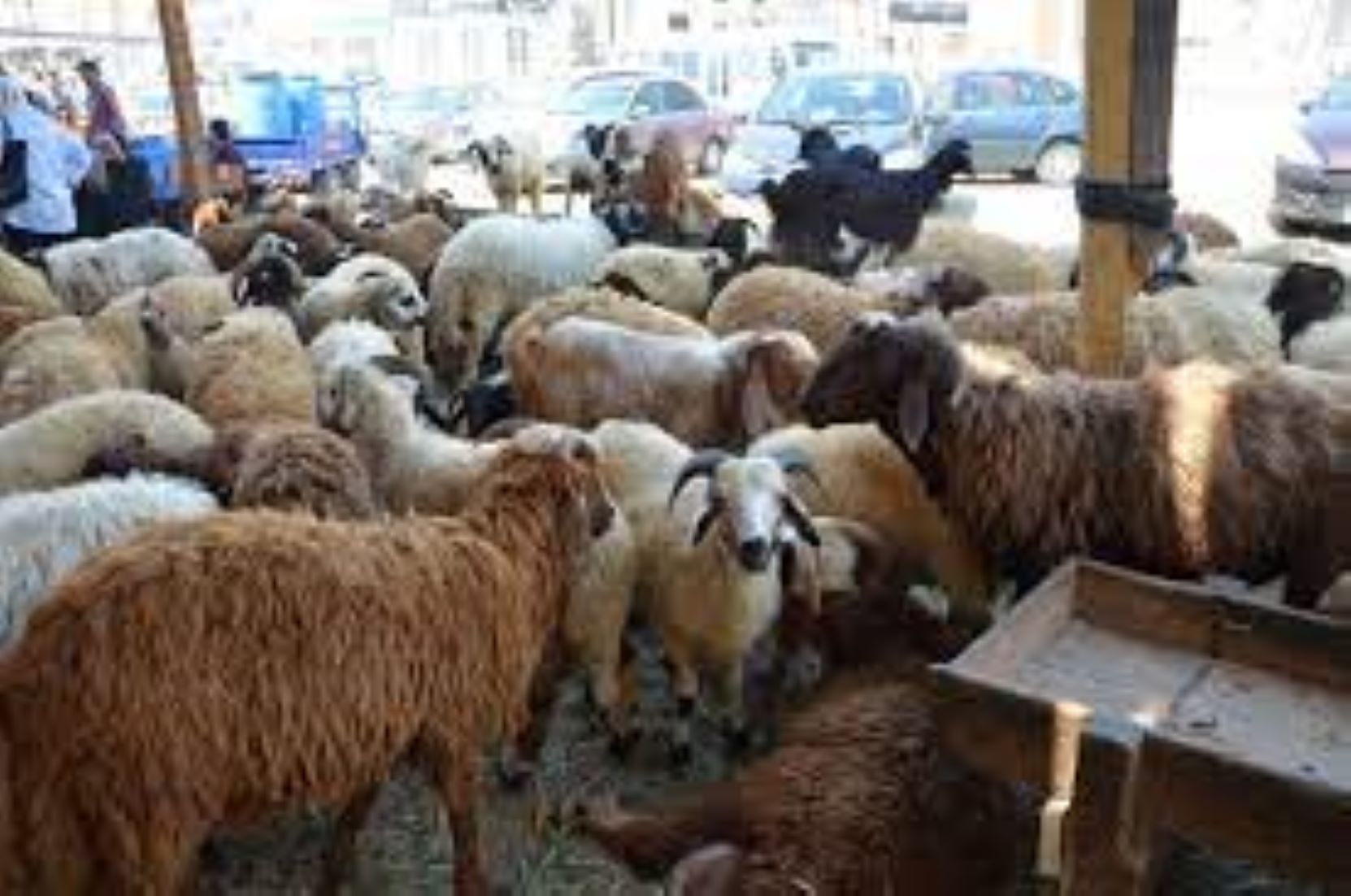 Egypt To Import 170,000 Cattle, Sheep For Eid Al-Adha Amid Soaring Meat Prices