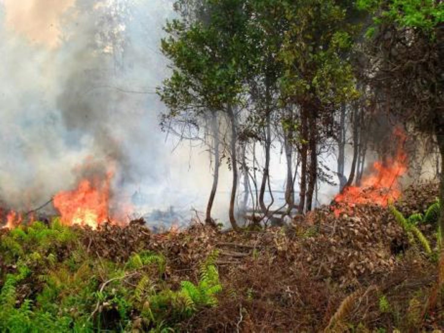 Indonesia Braces For Droughts, Wildfires Ahead Of El Nino