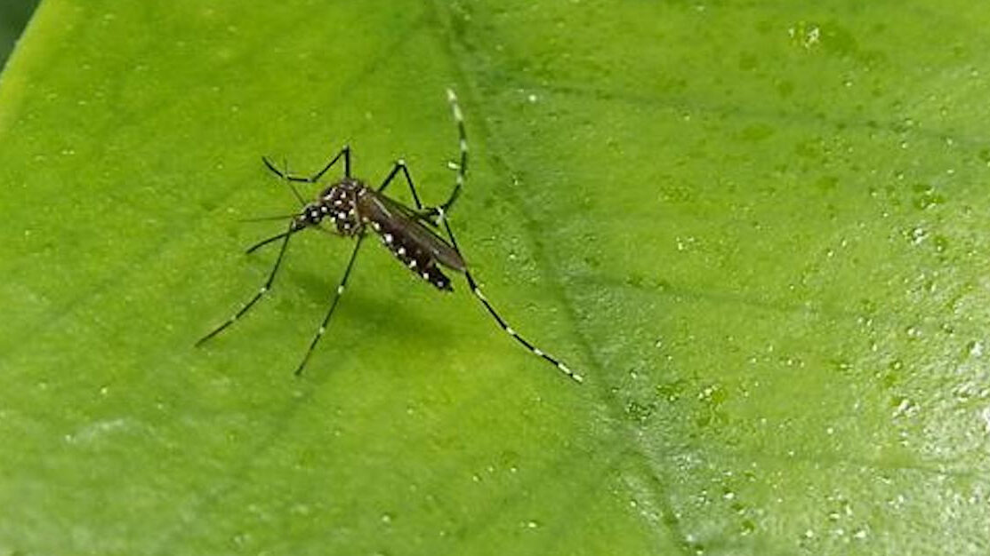 Ethiopia: Ongoing dengue fever outbreak kills nine in Afar Region – WHO